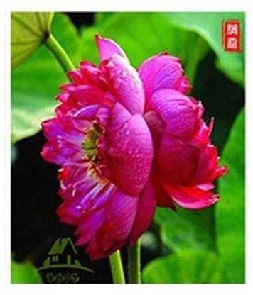 VibeX KGF -37 - Lotus for Planting Water Lily - (30 Seeds) Seed