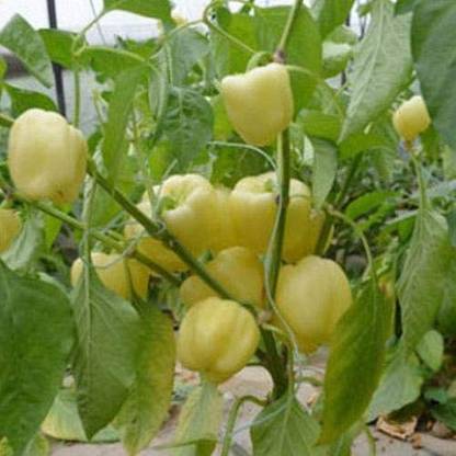 Aro White Capsicum, Capsicum, Bell Pepper Seed