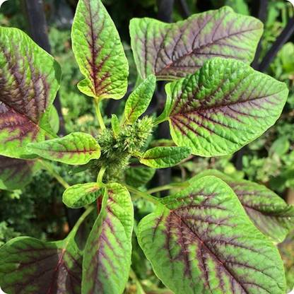 Quentova Red Leaf Amaranth Callaloo Chinese Spinach-SNIG-7K Seed