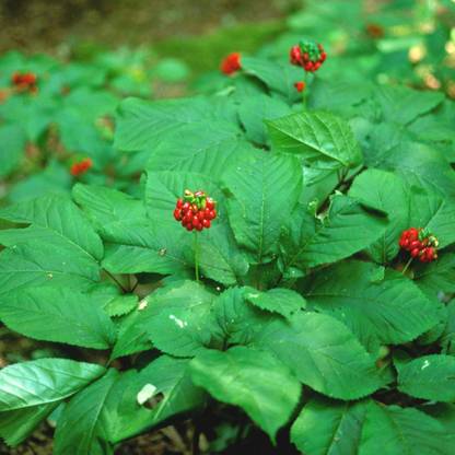 WILLVINE American Ginseng Seeds (Panax quinquefolius) -[200 Seeds] Seed
