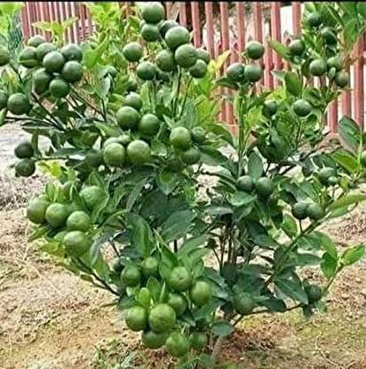 Aywal Fresh Lemon Imported Seed