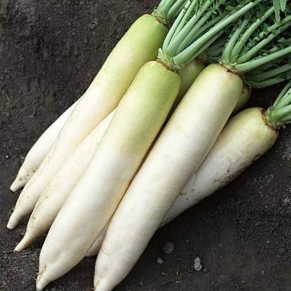 VINTI White Radish Muli/Mooli Seed