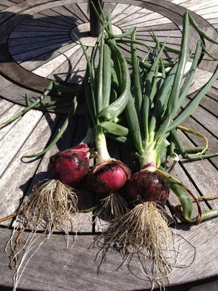 KNESSiN Hybrid Onion 1 Packet-{1200 Seeds} Seed