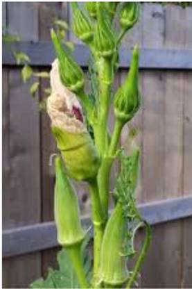 greenfarm NXC- Long Okra Seeds/Bhindi Seeds/ Organic, 150 X Seeds, GGZ21 Seed
