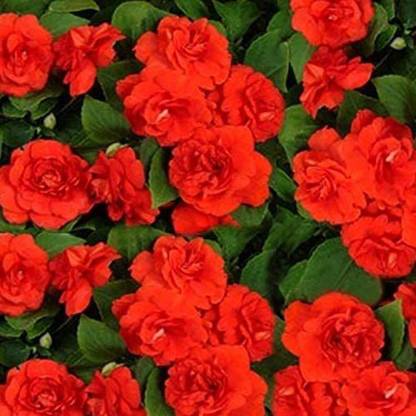 VibeX LXI-5 - Russian Balsam. Tom Samb Scarlet - (90 Seeds) Seed