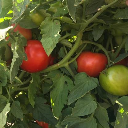VRAKSHA Tomato Galahad Seed