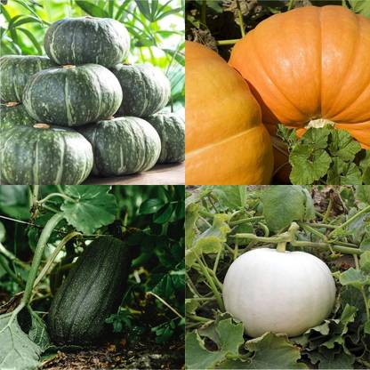 ibains Desi pumpkin seeds for planting biij 29 Seed