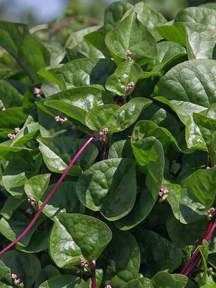 VibeX LX-13 - Red Malabar Spinach - (750 Seeds) Seed