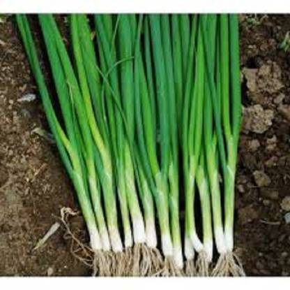 XOLDA Organic bunching onion Seed