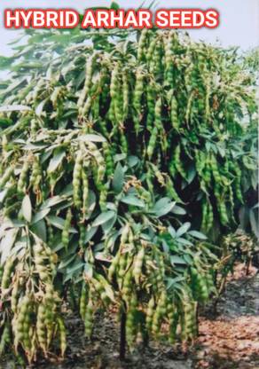 HYBRID 1kg hybrid arhar dal/Red gram/toor seeds highest yield variety early fruiting Seed