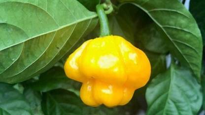 KNESSiN Scotch Bonnet Pepper Seed