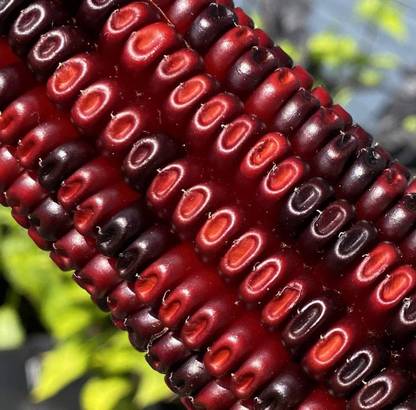 VibeX TLX-75 - Jimmy Red Corn - (250 Seeds) Seed