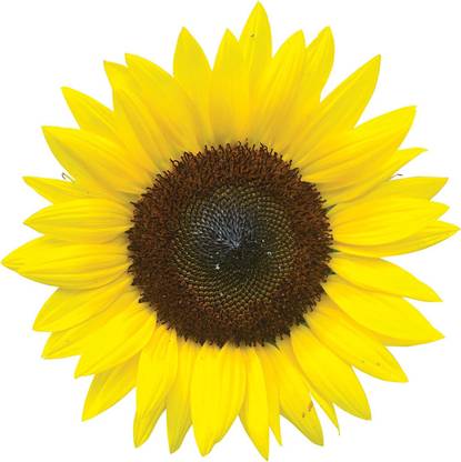 VibeX XLL-1 - Jua Maya Hybrid Sunflower - (150 Seeds) Seed