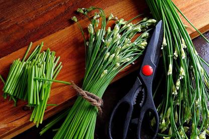 CYBEXIS GUA-66 - Chinese Chives - (750 Seeds) Seed