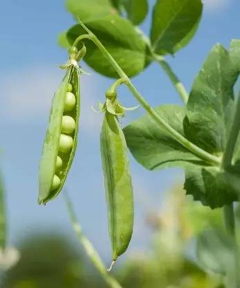 MAA Pea, Green Peas, Matar Seed