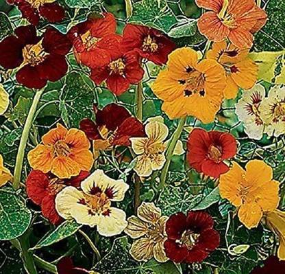 CYBEXIS Nasturtium - Jewel of Africa - Variegated Leaf Seed