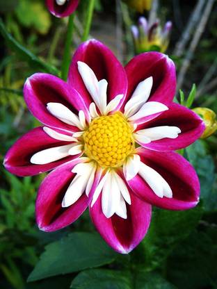 VibeX LX-47 - Mix Color Rare Dahlia - (180 Seeds) Seed