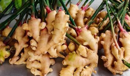 BDSresolve Galangal thai ginger plant Pack of 10 Seed