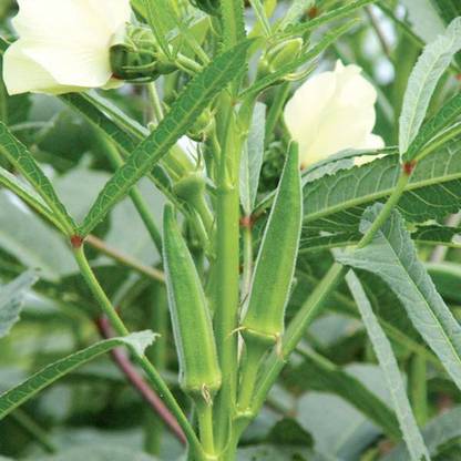 SREE okra,Lady Finger seeds,bhindi Seed