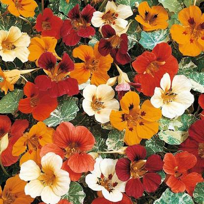 CYBEXIS Nasturtium Climbing Jewel of Africa Seeds - Tropaeolum Majus - Mixed Colours Seed