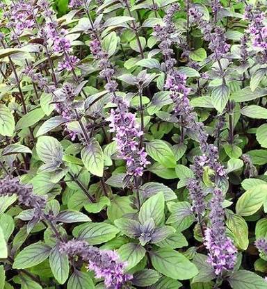 VibeX ® VXI-2 Basil- Blue Spicc Seed
