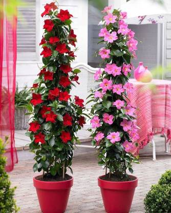 JDM Store Brazilian jasmine Seed