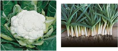CYBEXIS Cauliflower - All Year Round & Leek - Blue Seed