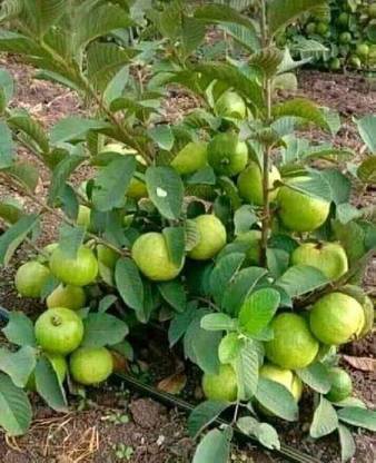 KANAYA Red Guava/Amrud/Amrood Fruit Seed