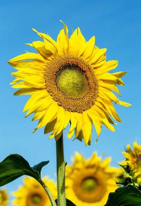 WILLVINE Sunflower, Mammoth Gray Seeds -for Growing-[2500 Seeds] Seed