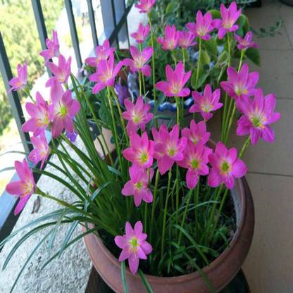 CYBEXIS GBPUT-61 - Zephyranthes Pink Rain Lily - (60 Seeds) Seed