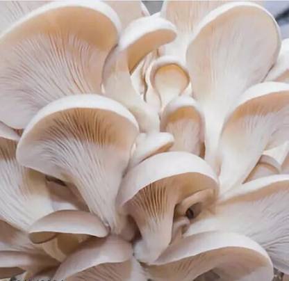 SUPRIKAM FULL OF NUTRANT FLESHY OYSTER MASHROOM SPAWN/ Seed