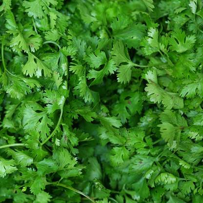 CYBEXIS NDIR-51 - Cilantro - Non-GMO - (250 Seeds) Seed