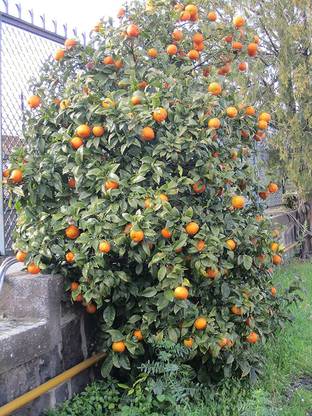 DIOART ™Dwarf Orange Seeds Fruit Seeds For Organic Farming Fruit Seeds Garden Pack-857 Seed
