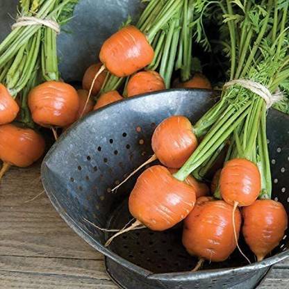 CYBEXIS VVI-21 - Carrot Atlas (Orange) - (750 Seeds) Seed