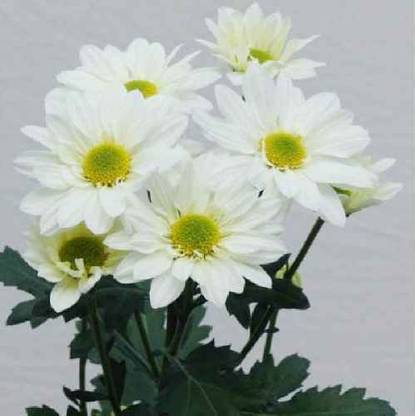 Liance Chrysanthemum Shevanti Flower Seed