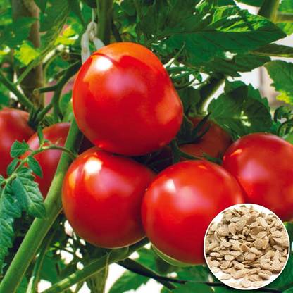 LPR tomato,tamatar Seed