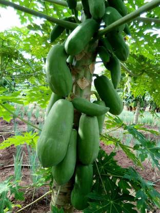 Aywal Papaya , Papita Seed