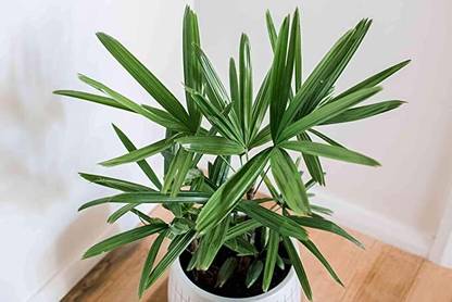 Kapebonavista Rhapis excelsa broadleaf lady palm or bamboo palm Seed