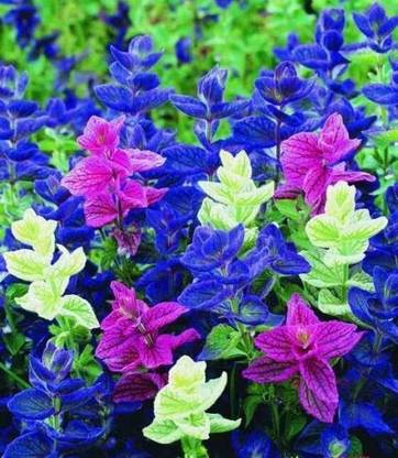VibeX XL-12 - Clary Tricolor (Painted Sage) - (450 Seeds) Seed