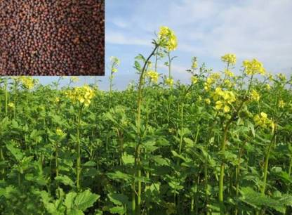 HYBRID Hybrid mustard seeds highest yield Verity 1kg pouch Seed