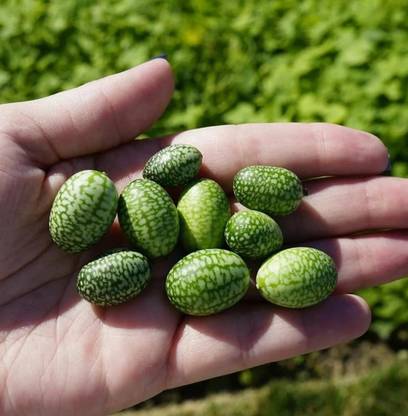 VibeX GUA-49 - Thumb Watermelon for Planting - (150 Seeds) Seed