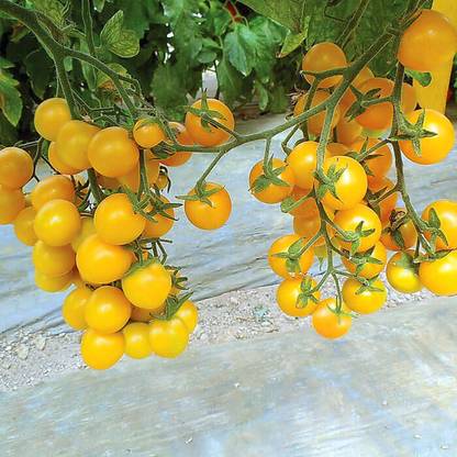 VRAKSHA Tomato Esterina Seed