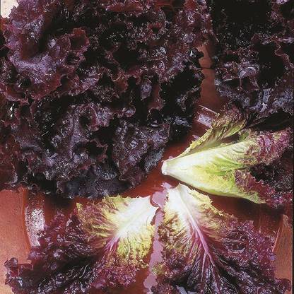Royal Paradise Garden Rare Hybrid Lettuce " Bijou " Exotic 20 Seed