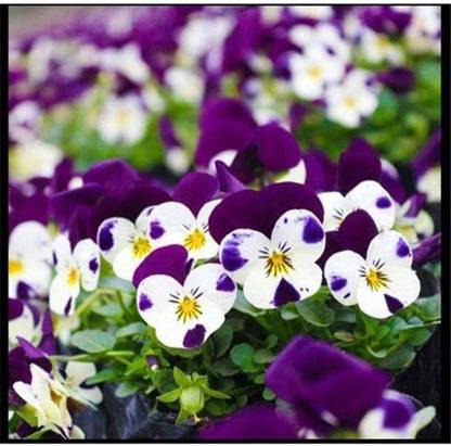CYBEXIS Exotic Hardy Perennial Flower Seeds, Seed