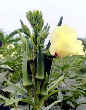 greenfarm NXC- Okra Seeds/ Ladyfinger Seeds/ Best Quality , 180 X Seeds , ssk57 Seed