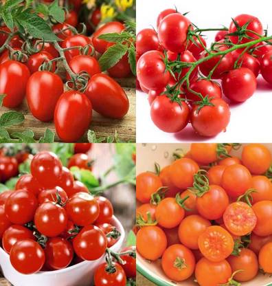 ibains Big tomato seed bij 50 Seed