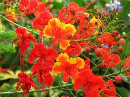 Greenwill Caesalpinia Pulcherrima Seed