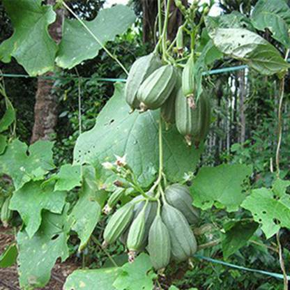 SeeGreen hybrid ridge Gourd Seeds 5 pcs per packet Seed