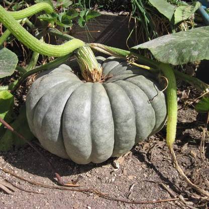 CRGO DIOART-AQW-™Seeds Queensland Blue Pumpkin Non GMO Heirloom-100 SEEDS-PS927 Seed