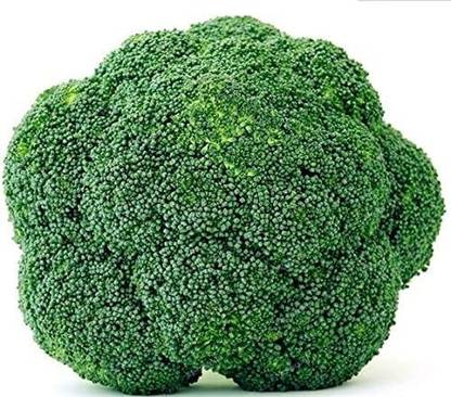 CYBEXIS GUA-49 - Blue Wonder Broccoli - (150 Seeds) Seed